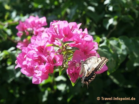 Samos Fauna und Flora