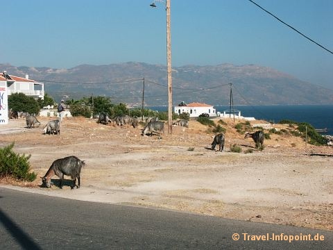 Marathokambos (Samos)