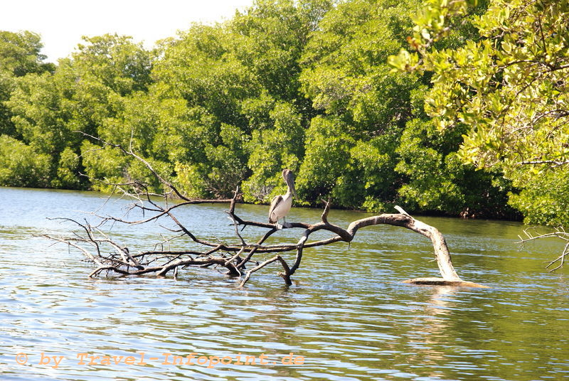 Isla Margarita: Pelikan